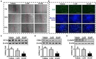 Melatonin Regulates Differentiation of Sheep Brown Adipocyte Precursor Cells Via AMP-Activated Protein Kinase